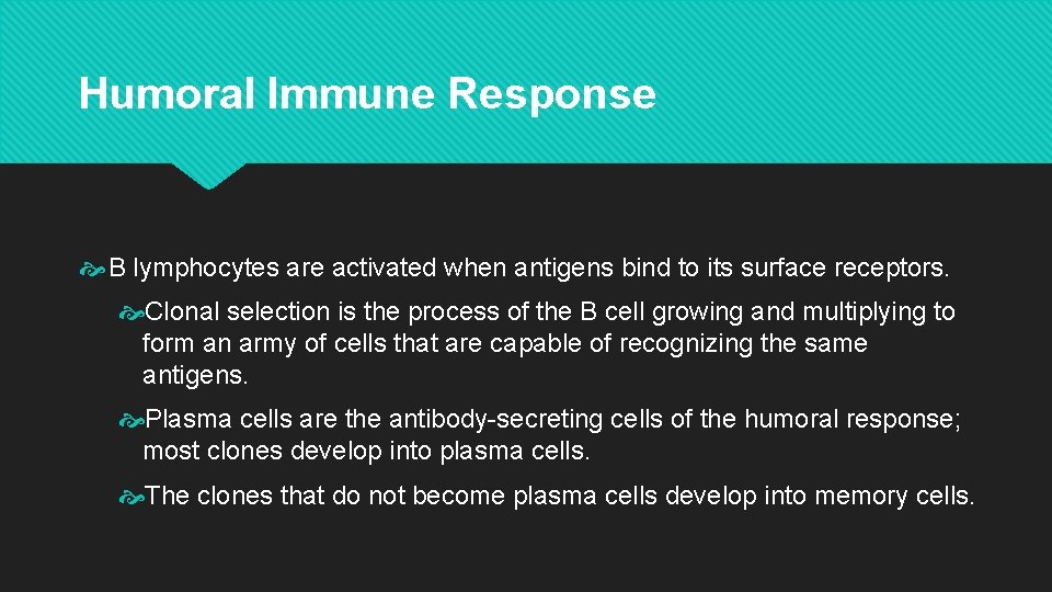 Humoral Immune Response B lymphocytes are activated when antigens bind to its surface receptors.