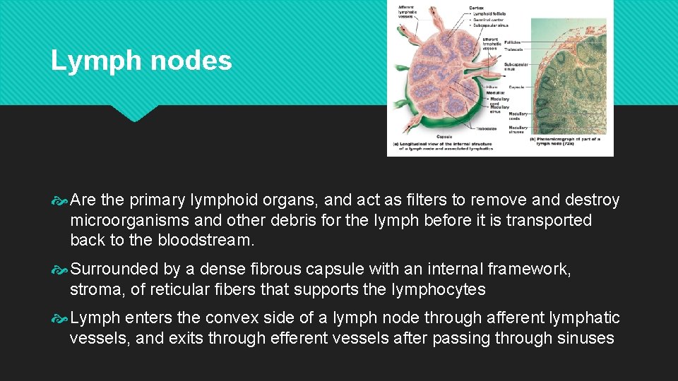 Lymph nodes Are the primary lymphoid organs, and act as filters to remove and