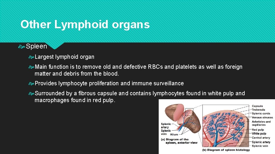 Other Lymphoid organs Spleen Largest lymphoid organ Main function is to remove old and