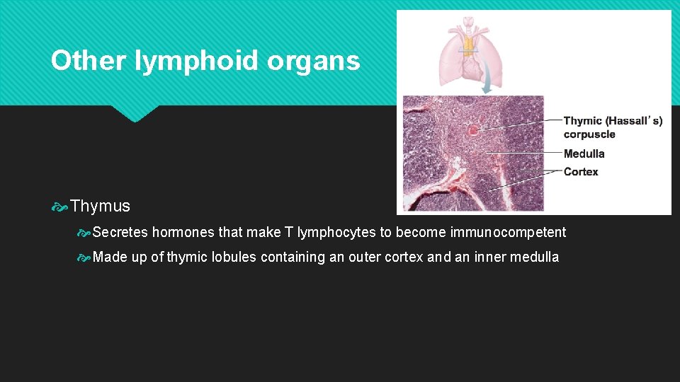 Other lymphoid organs Thymus Secretes hormones that make T lymphocytes to become immunocompetent Made