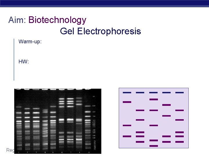 Aim: Biotechnology Gel Electrophoresis Warm-up: HW: Regents Biology 