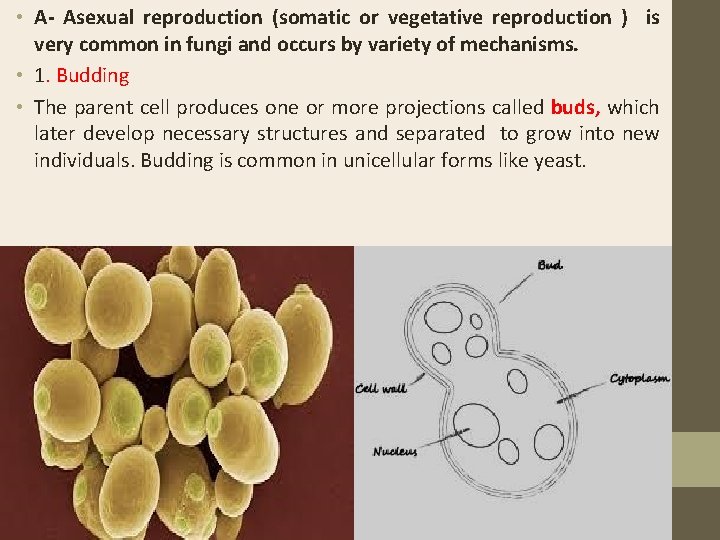  • A- Asexual reproduction (somatic or vegetative reproduction ) is very common in