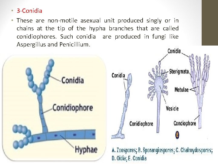  • 3 -Conidia • These are non-motile asexual unit produced singly or in