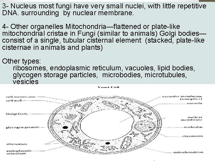 3 - Nucleus most fungi have very small nuclei, with little repetitive DNA. surrounding