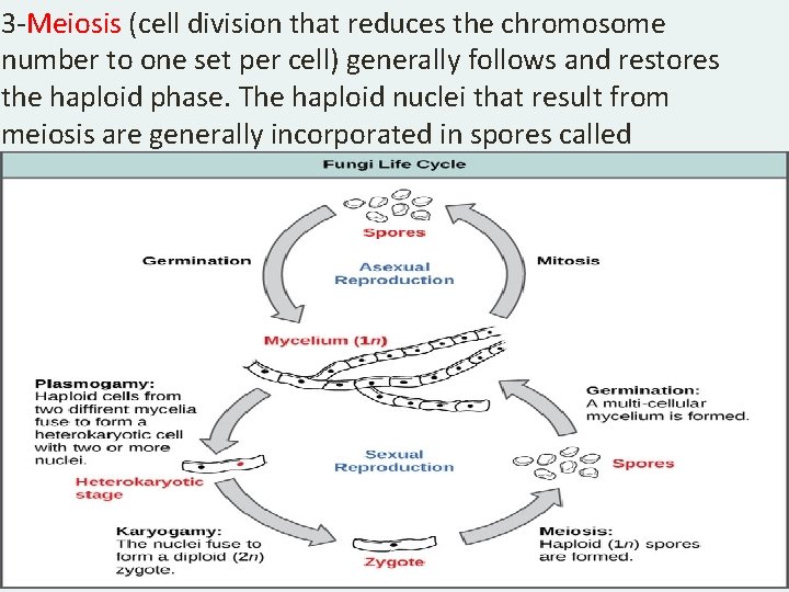 3 -Meiosis (cell division that reduces the chromosome number to one set per cell)