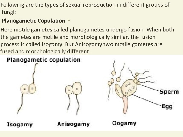 Following are the types of sexual reproduction in different groups of fungi: Planogametic Copulation