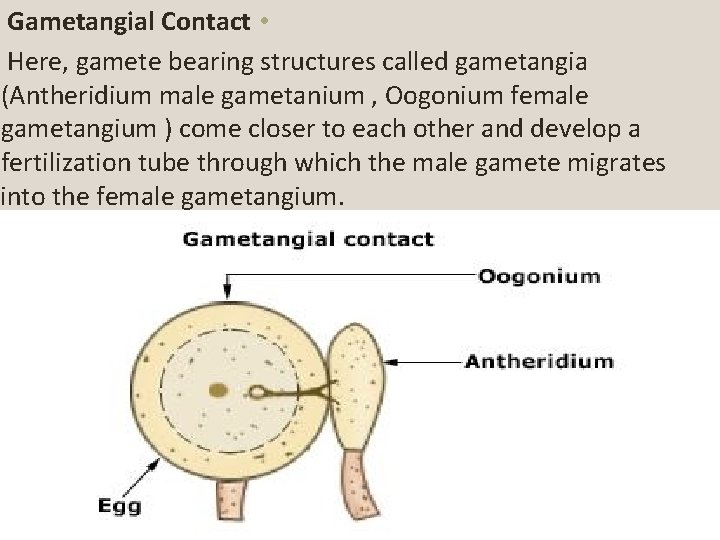 Gametangial Contact • Here, gamete bearing structures called gametangia (Antheridium male gametanium , Oogonium