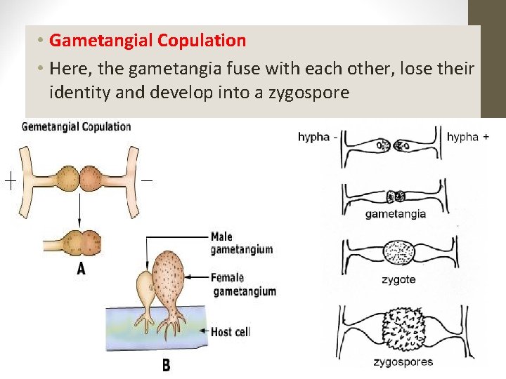  • Gametangial Copulation • Here, the gametangia fuse with each other, lose their