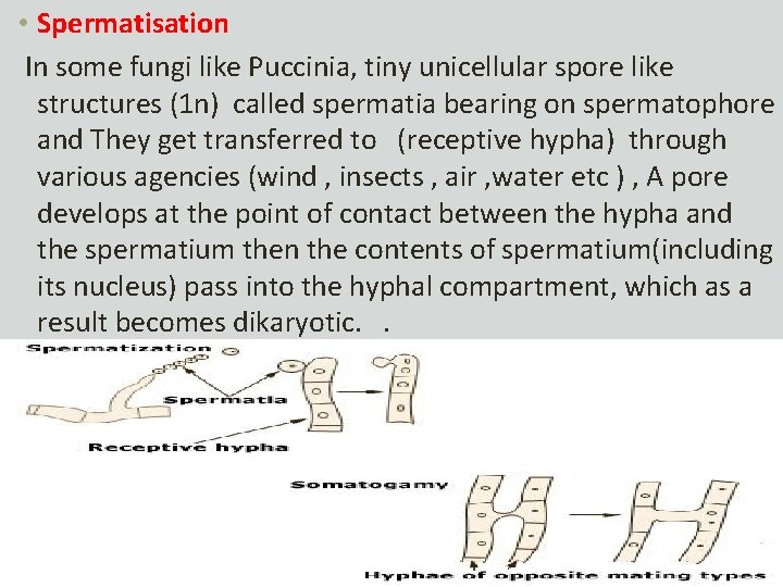  • Spermatisation In some fungi like Puccinia, tiny unicellular spore like structures (1