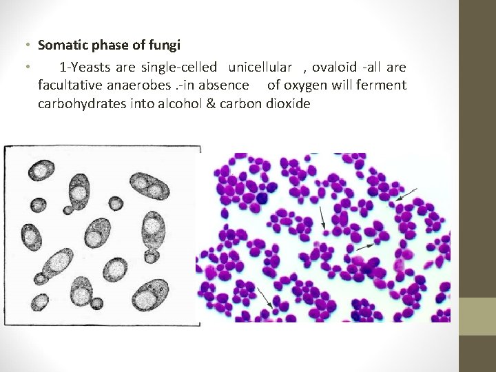  • Somatic phase of fungi • 1 -Yeasts are single-celled unicellular , ovaloid