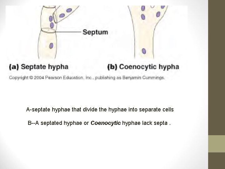 A-septate hyphae that divide the hyphae into separate cells B--A septated hyphae or Coenocytic