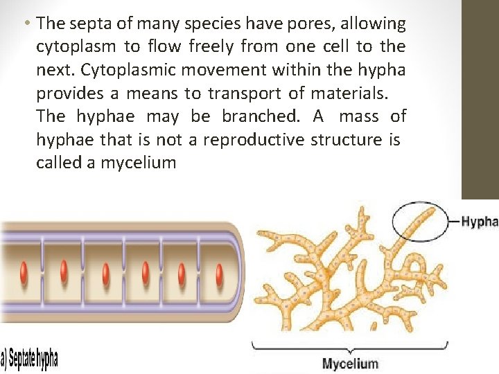  • The septa of many species have pores, allowing cytoplasm to flow freely