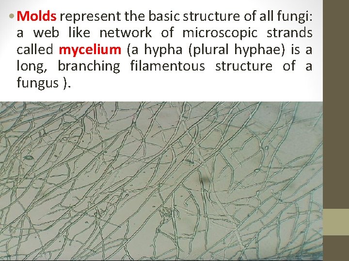  • Molds represent the basic structure of all fungi: a web like network