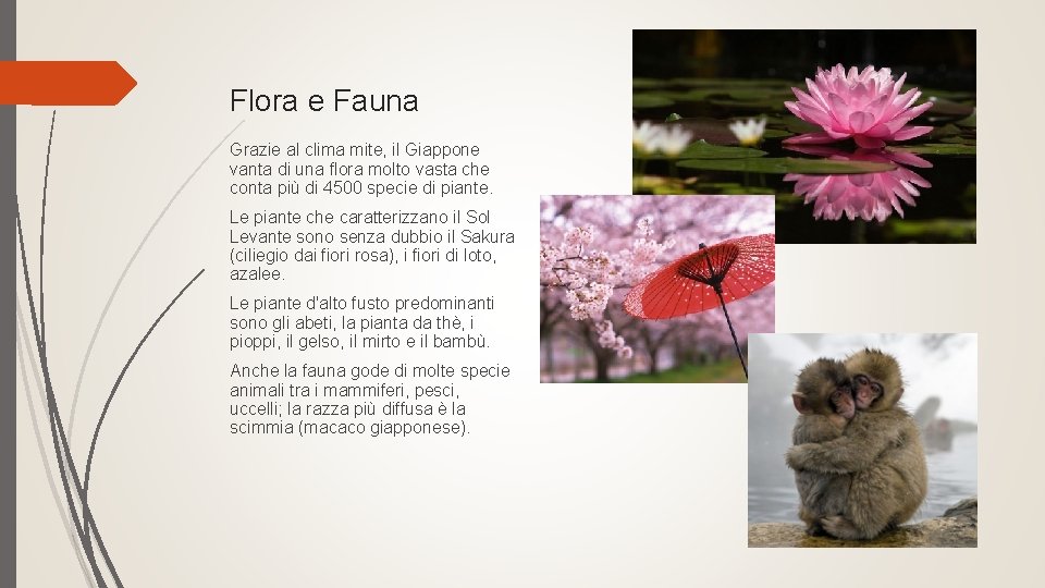 Flora e Fauna Grazie al clima mite, il Giappone vanta di una flora molto Flora e Fauna Grazie al clima mite, il Giappone vanta di una flora molto