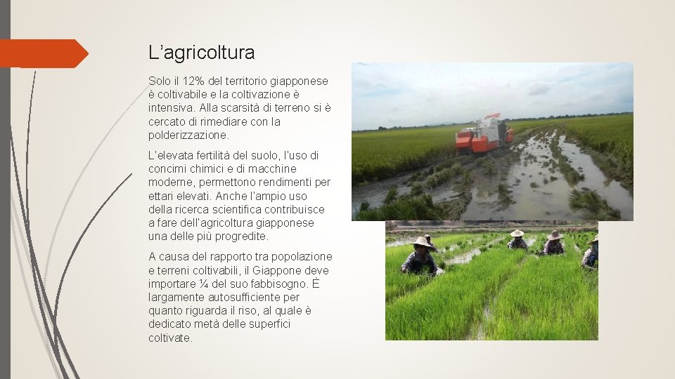 L’agricoltura Solo il 12% del territorio giapponese è coltivabile e la coltivazione è intensiva. L’agricoltura Solo il 12% del territorio giapponese è coltivabile e la coltivazione è intensiva.
