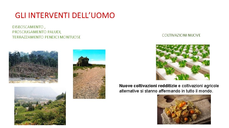 GLI INTERVENTI DELL’UOMO DISBOSCAMENTO , PROSCIUGAMENTO PALUDI, TERRAZZAMENTO PENDICI MONTUOSE COLTIVAZIONI NUOVE Nuove coltivazioni