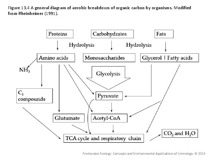 Figure 13. 4 A general diagram of aerobic breakdown of organic carbon by organisms.