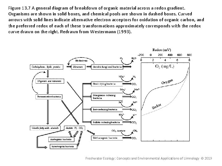 Figure 13. 7 A general diagram of breakdown of organic material across a redox