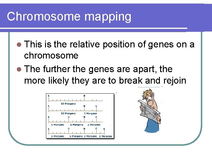 Chromosome mapping l This is the relative position of genes on a chromosome l