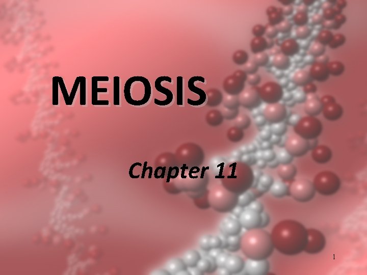 MEIOSIS Chapter 11 1 