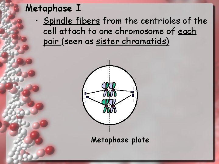 Metaphase I • Spindle fibers from the centrioles of the cell attach to one