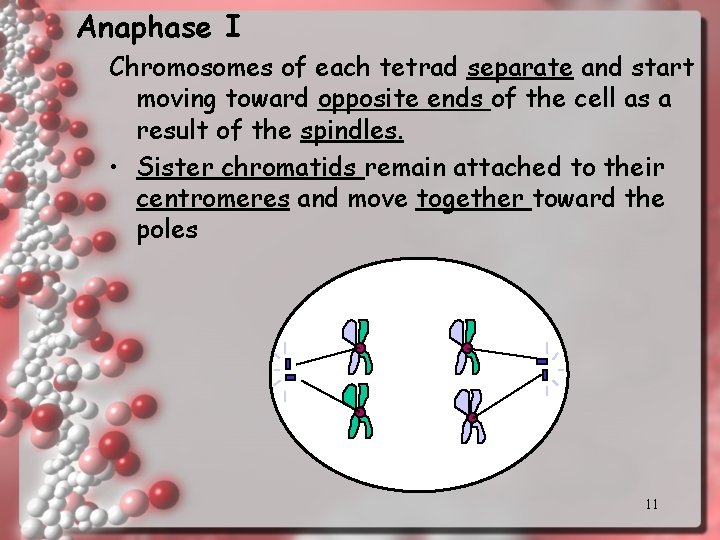 Anaphase I Chromosomes of each tetrad separate and start moving toward opposite ends of