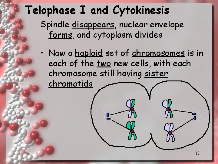 Telophase I and Cytokinesis Spindle disappears, nuclear envelope forms, and cytoplasm divides • Now