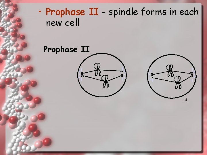  • Prophase II - spindle forms in each new cell Prophase II 14