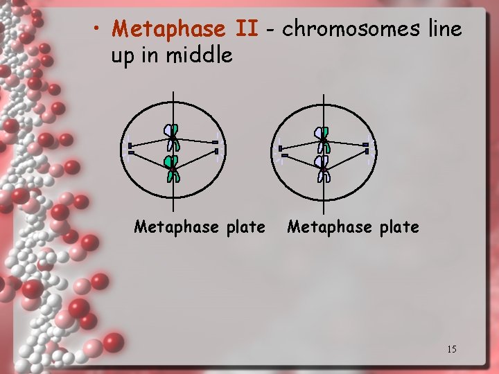  • Metaphase II - chromosomes line up in middle Metaphase plate 15 