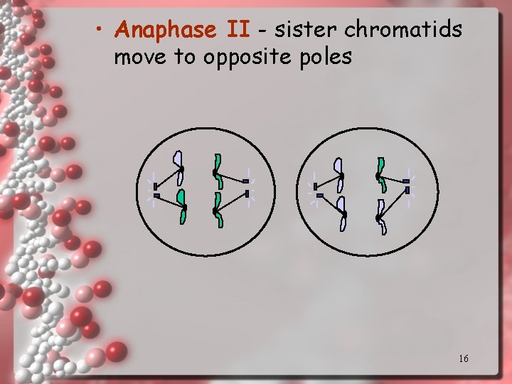  • Anaphase II - sister chromatids move to opposite poles 16 