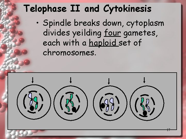 Telophase II and Cytokinesis • Spindle breaks down, cytoplasm divides yeilding four gametes, each