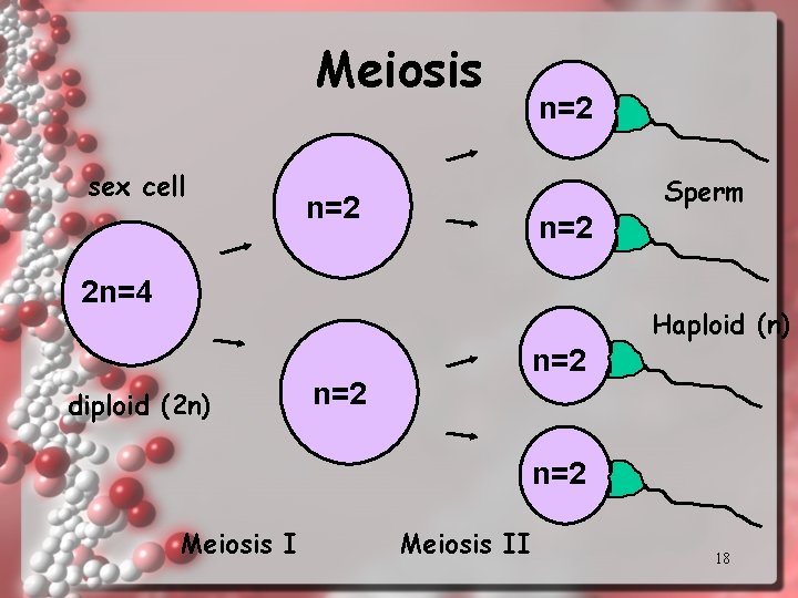 Meiosis sex cell n=2 Sperm n=2 2 n=4 Haploid (n) diploid (2 n) n=2