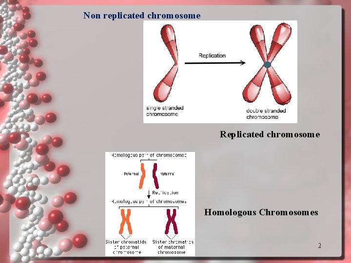 Non replicated chromosome Replicated chromosome Homologous Chromosomes 2 
