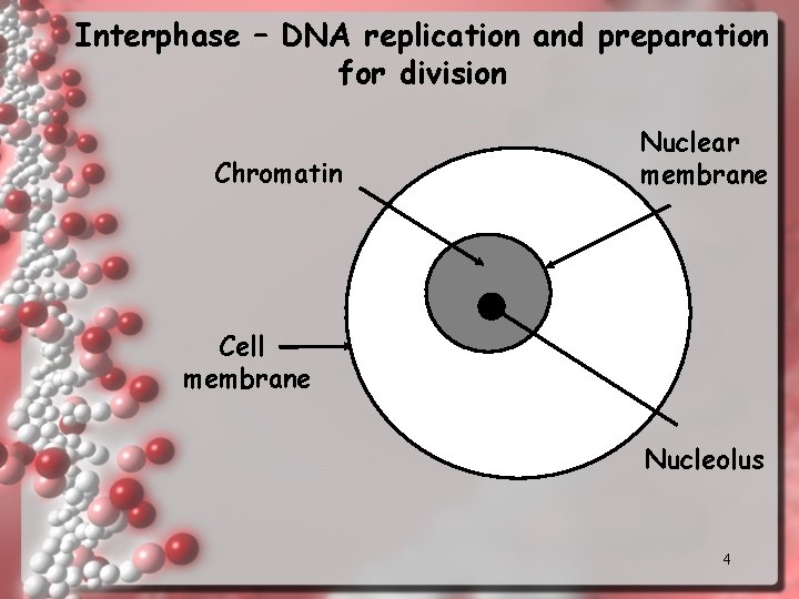 Interphase – DNA replication and preparation for division Chromatin Nuclear membrane Cell membrane Nucleolus