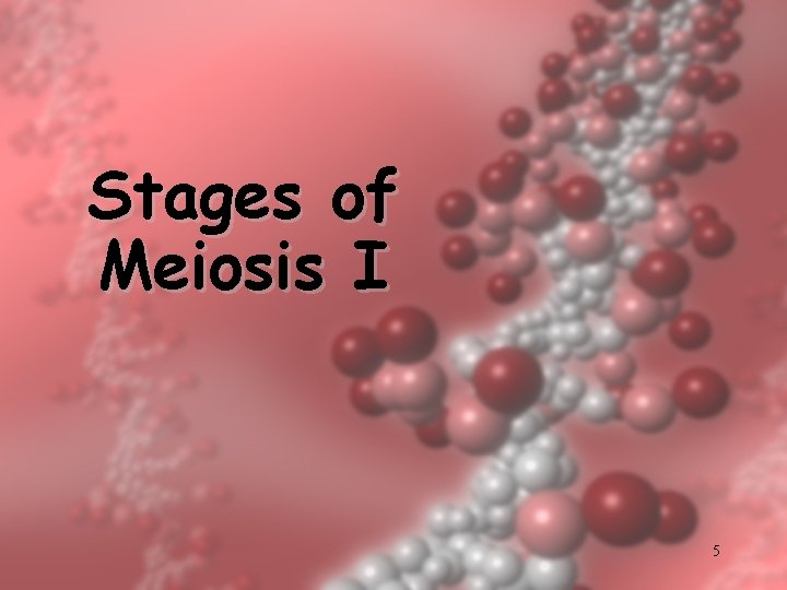 Stages of Meiosis I 5 