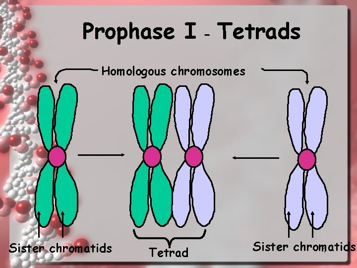 Prophase I - Tetrads Homologous chromosomes Sister chromatids Tetrad Sister chromatids 7 