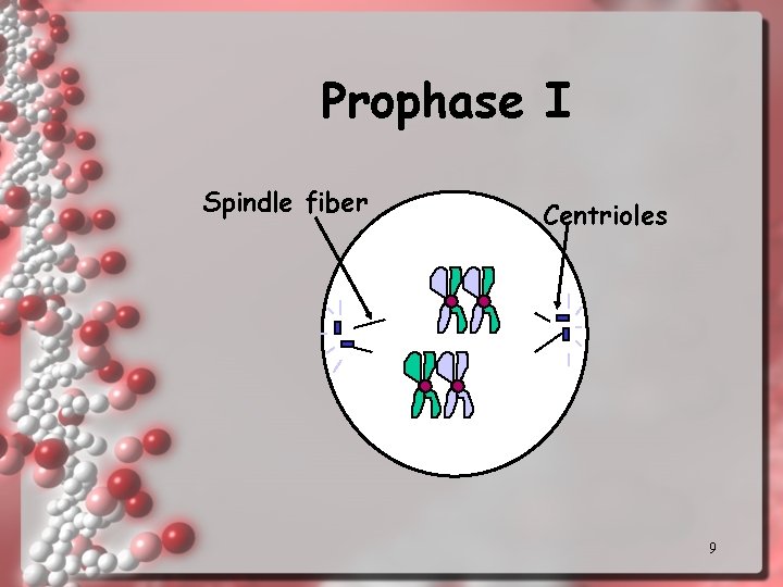 Prophase I Spindle fiber Centrioles 9 