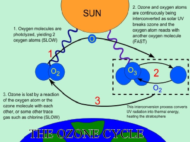 THE OZONE CYCLE 