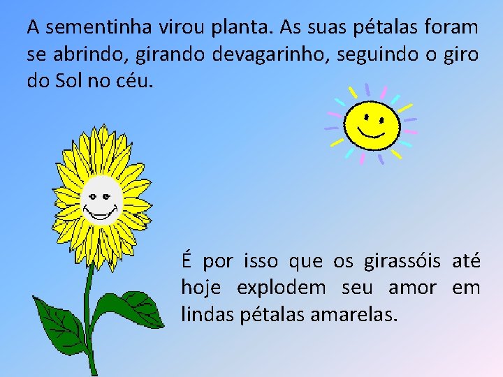 A sementinha virou planta. As suas pétalas foram se abrindo, girando devagarinho, seguindo o