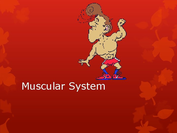Muscular System 