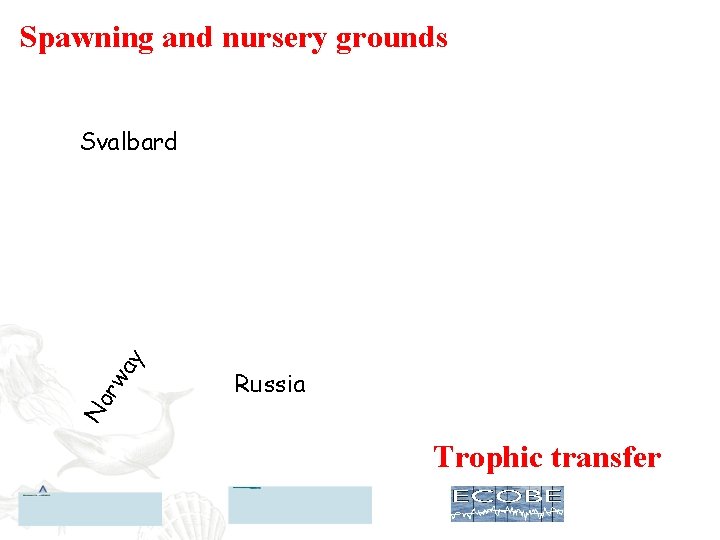 Spawning and nursery grounds No rw ay Svalbard Russia Trophic transfer 