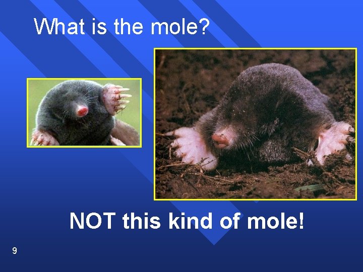 What is the mole? NOT this kind of mole! 9 