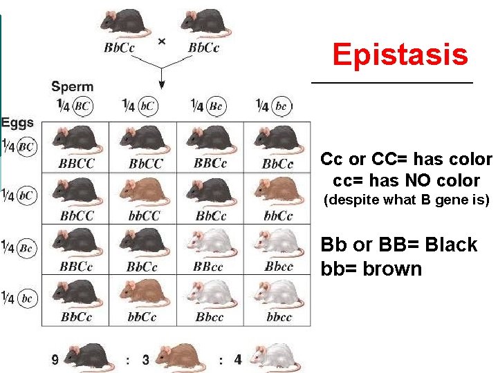 Epistasis Cc or CC= has color cc= has NO color (despite what B gene Epistasis Cc or CC= has color cc= has NO color (despite what B gene