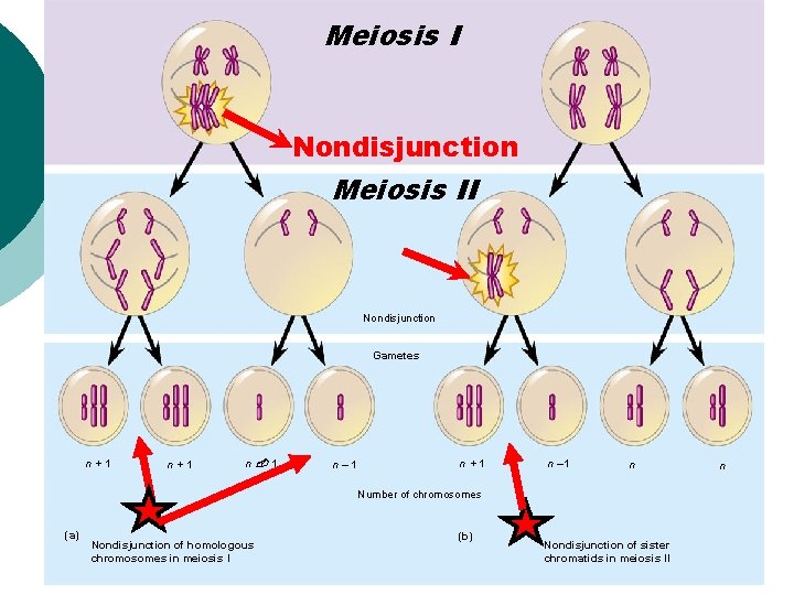 Meiosis I Nondisjunction Meiosis II Nondisjunction Gametes n+1 n 1 n– 1 n+1 n Meiosis I Nondisjunction Meiosis II Nondisjunction Gametes n+1 n 1 n– 1 n+1 n