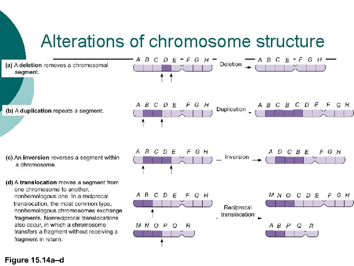 Alterations of chromosome structure Alterations of chromosome structure