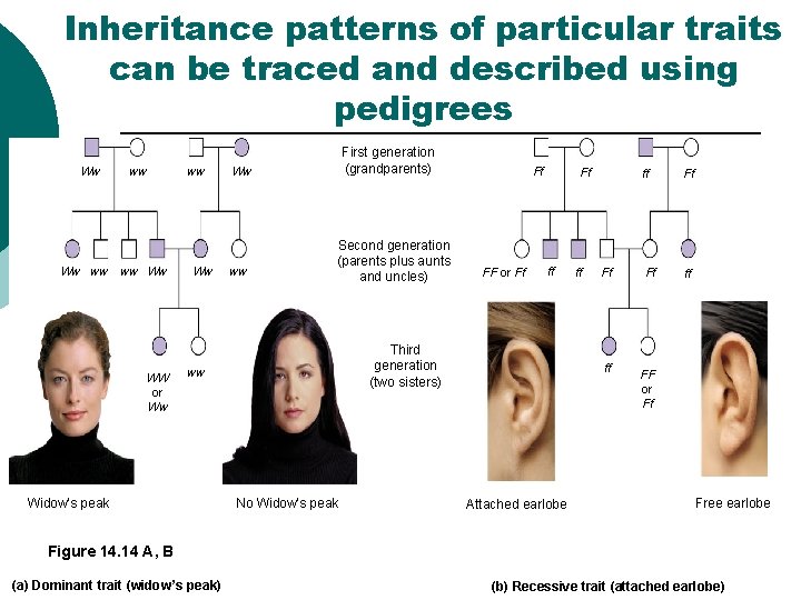 Inheritance patterns of particular traits can be traced and described using pedigrees Ww ww Inheritance patterns of particular traits can be traced and described using pedigrees Ww ww