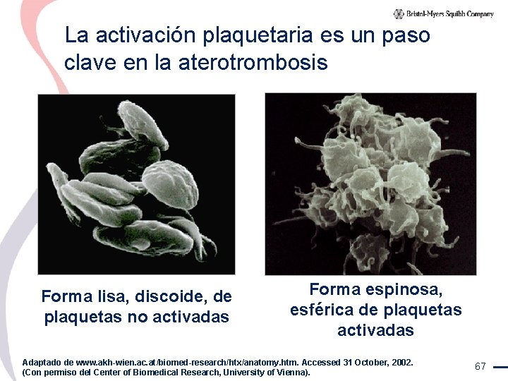 La activación plaquetaria es un paso clave en la aterotrombosis Forma lisa, discoide, de