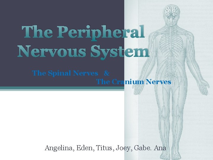 The Peripheral Nervous System The Spinal Nerves & The Cranium Nerves Angelina, Eden, Titus,