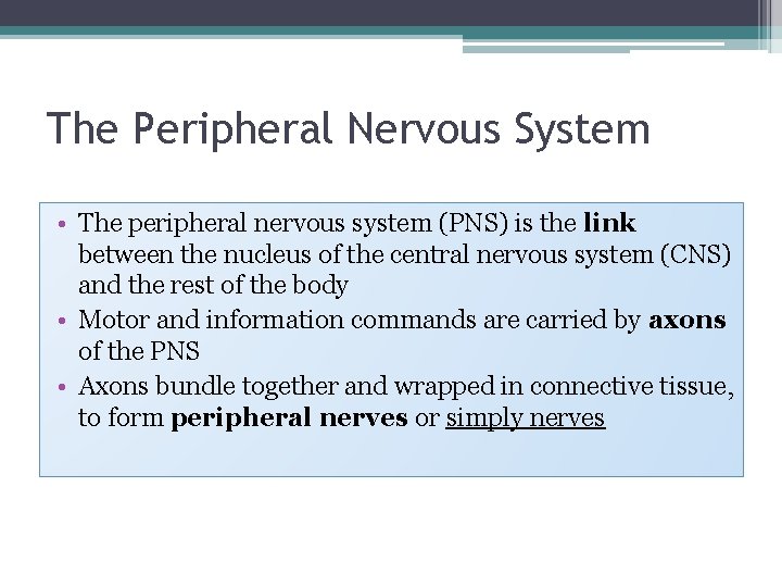 The Peripheral Nervous System • The peripheral nervous system (PNS) is the link between