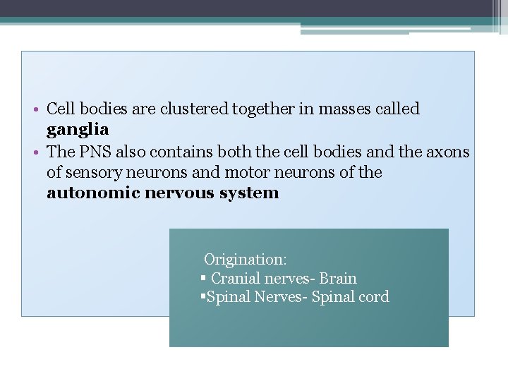  • Cell bodies are clustered together in masses called ganglia • The PNS